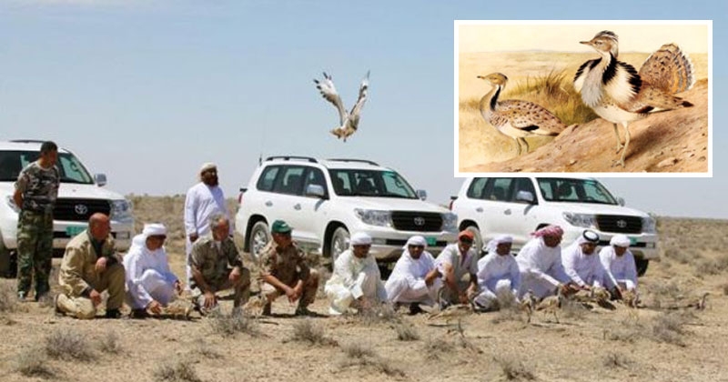 pakistan houbara bustard_