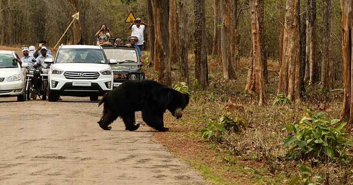 Jessore Bear Sanctuary_1&