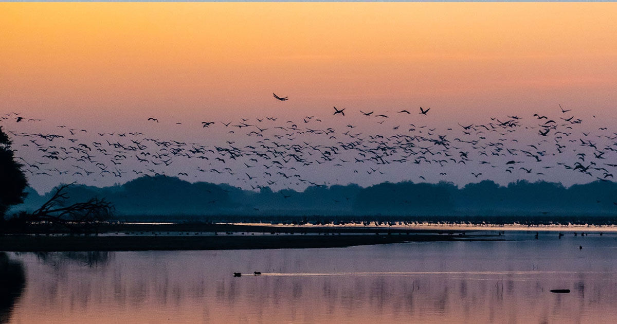 Thol Bird Sanctuary_1&nbs