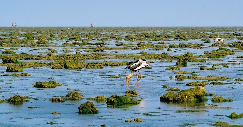 Pirotan Tapu