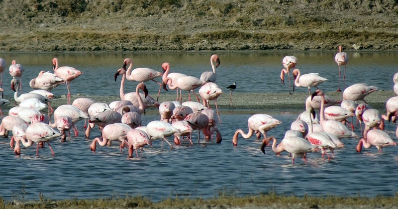 great rann of kutch in gujarati