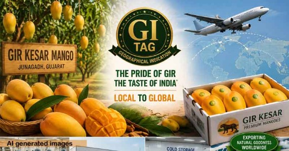 અર્થતારણ । ગીરની કેસર કેરીના GI ટેગની કમાલ ।  ખેડૂત સમૃદ્ધ અને સ્વદેશી સ્વાદનો વૈશ્વિક ડંકો